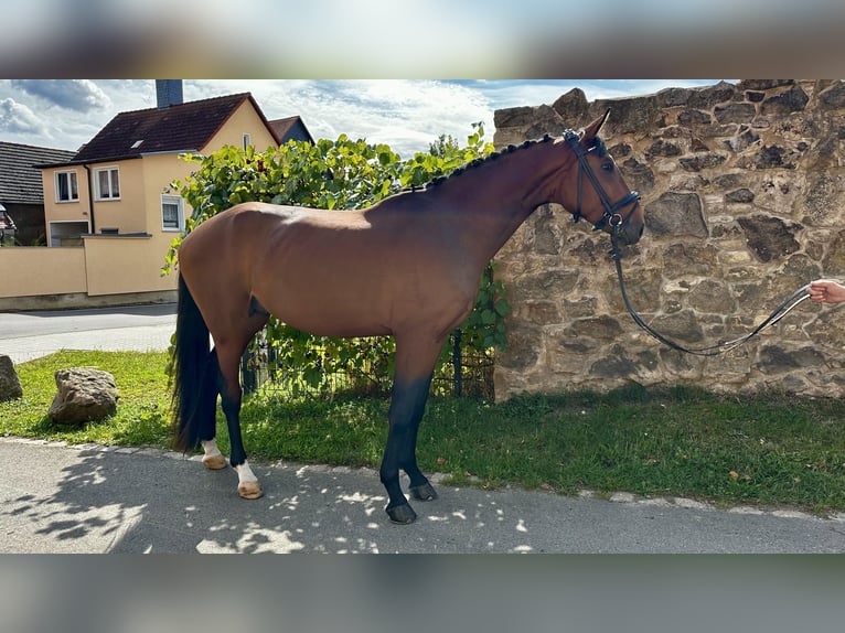 Caballo de deporte alemán Semental 3 años 168 cm Castaño in Leuna