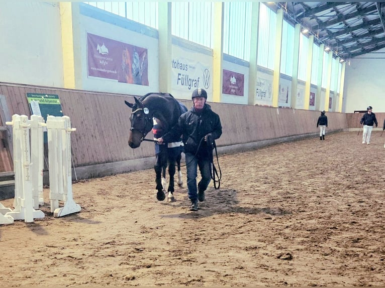 Caballo de deporte alemán Semental 3 años 168 cm Castaño in Schollene