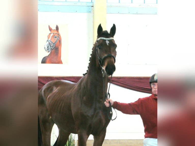 Caballo de deporte alemán Semental 3 años 168 cm Castaño in Schollene