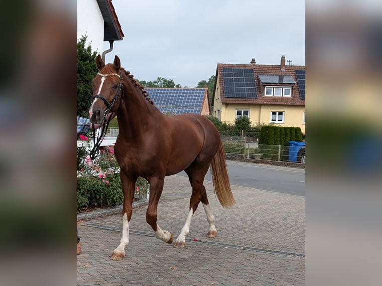 Caballo de deporte alemán Semental 3 años 170 cm Alazán in Schemmerhofen