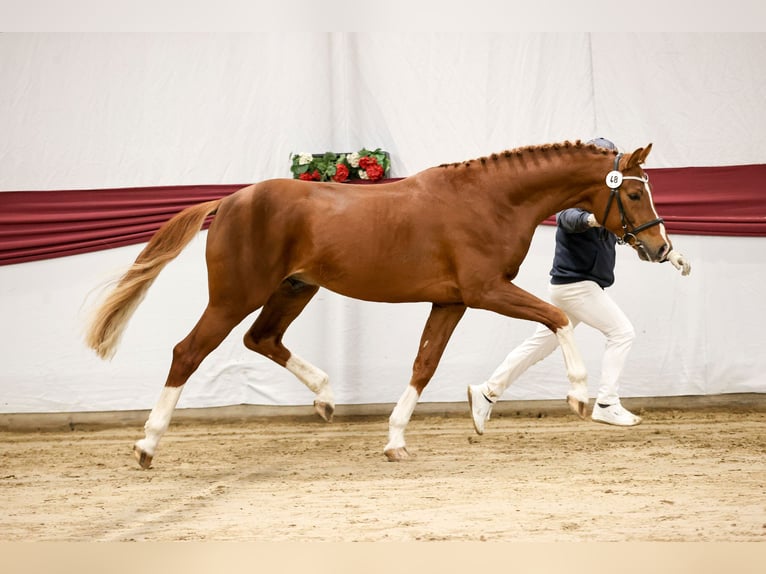 Caballo de deporte alemán Semental 3 años 170 cm Alazán in Schemmerhofen