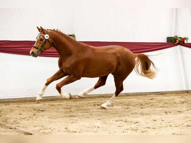 Caballo de deporte alemán Semental 3 años 170 cm Alazán in Schemmerhofen