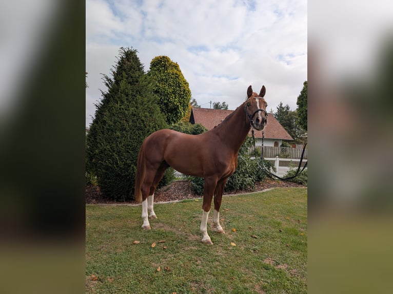 Caballo de deporte alemán Semental 3 años 170 cm Alazán in Schemmerhofen