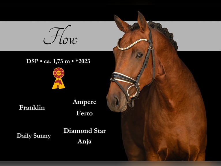 Caballo de deporte alemán Semental 3 años 170 cm Castaño oscuro in Wehringen