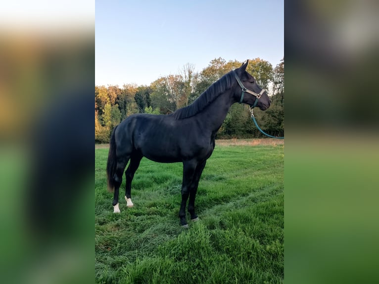 Caballo de deporte alemán Semental 3 años 170 cm Negro in Burgen