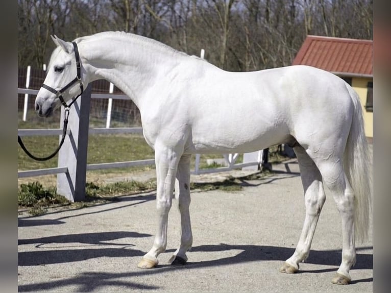 Caballo de deporte alemán Semental 3 años 171 cm White/Blanco in Murska Soboda