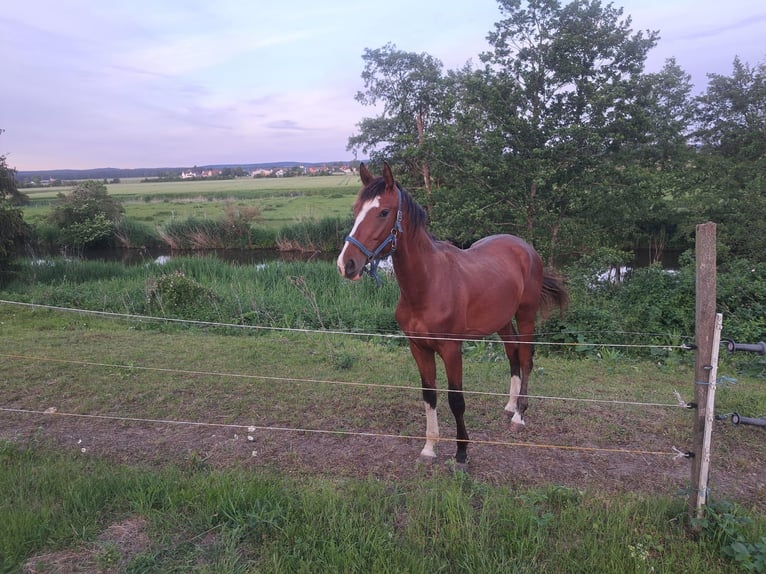 Caballo de deporte alemán Semental 3 años 172 cm Castaño in Ammerndorf
