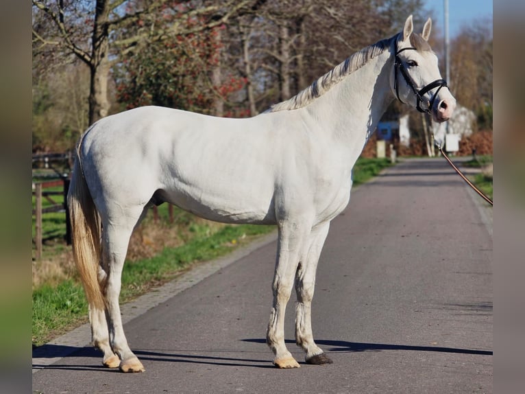 Caballo de deporte alemán Semental 3 años 173 cm Tordo in Someren