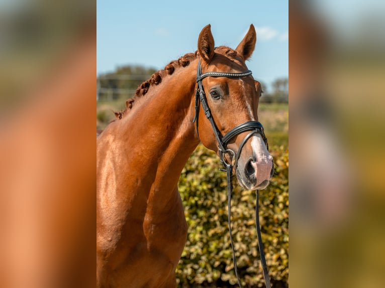 Caballo de deporte alemán Semental 3 años Alazán in Gomadingen