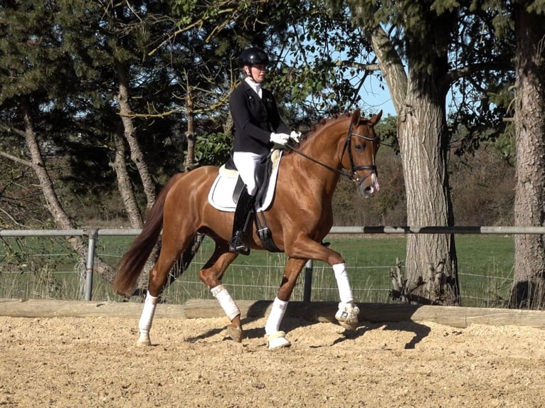 Caballo de deporte alemán Semental 3 años Alazán in Gomadingen