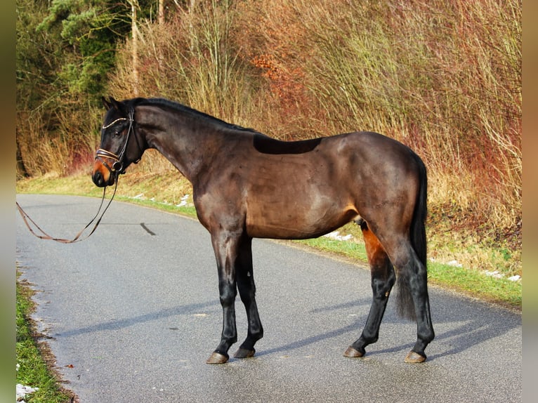 Caballo de deporte alemán Semental 4 años 163 cm Castaño oscuro in Plech