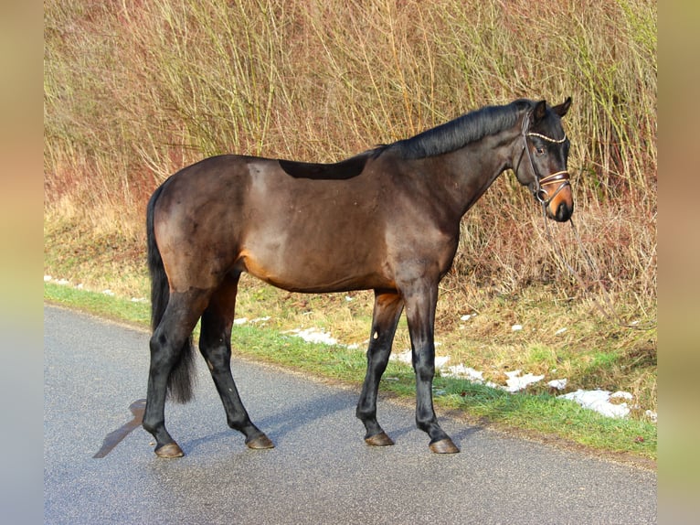 Caballo de deporte alemán Semental 4 años 163 cm Castaño oscuro in Plech