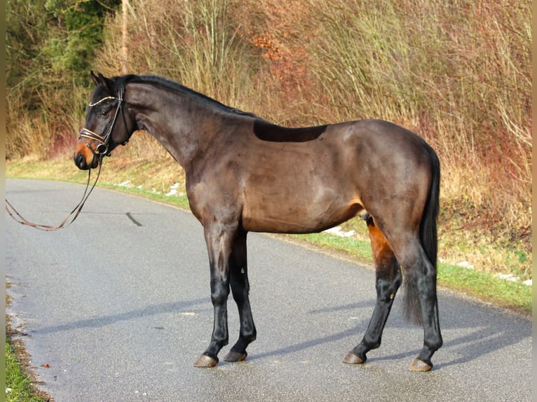 Caballo de deporte alemán Semental 4 años 163 cm Castaño oscuro in Plech