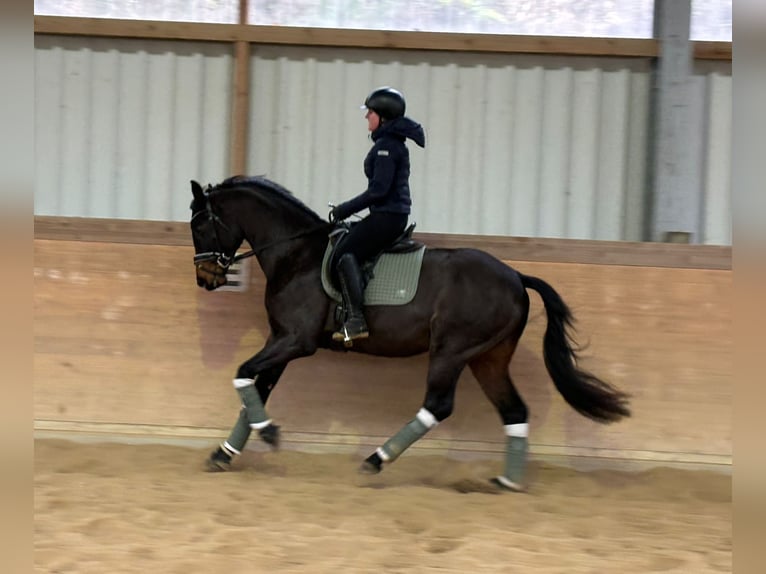 Caballo de deporte alemán Semental 4 años 163 cm Castaño oscuro in Plech