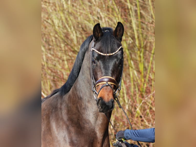 Caballo de deporte alemán Semental 4 años 163 cm Castaño oscuro in Plech