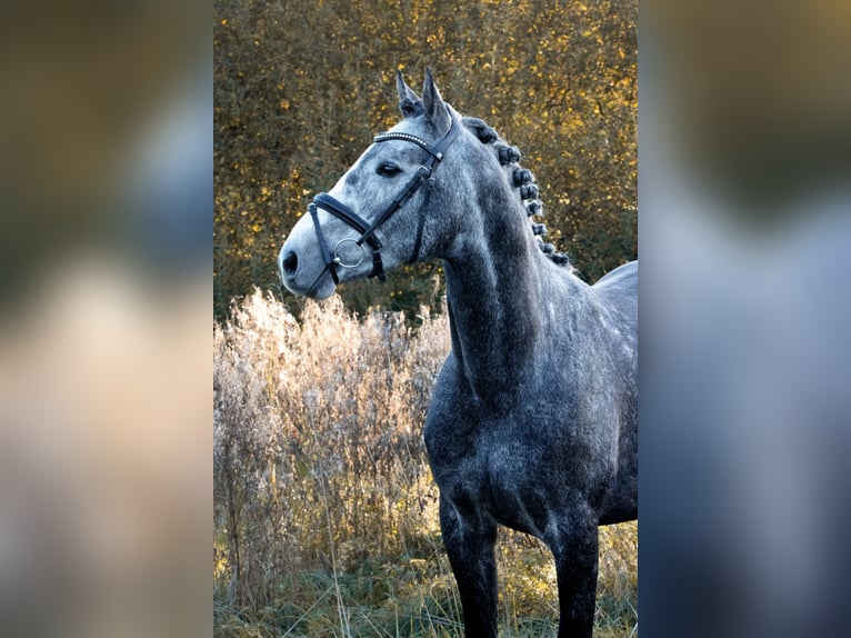 Caballo de deporte alemán Semental 4 años 164 cm Tordo in Empfingen