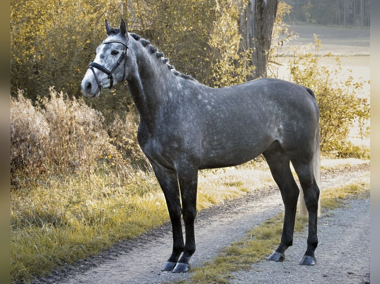 Caballo de deporte alemán Semental 4 años 164 cm Tordo in Empfingen