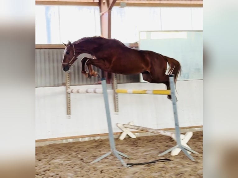 Caballo de deporte alemán Semental 4 años 167 cm Alazán in Kleßen-Görne