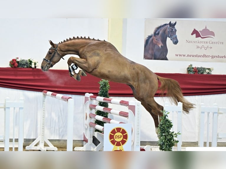 Caballo de deporte alemán Semental 4 años 167 cm Alazán in Kleßen-Görne