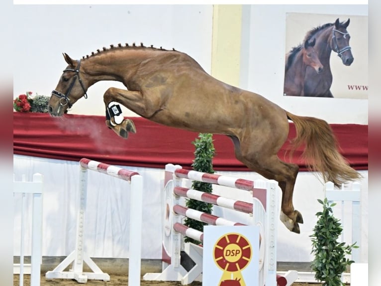 Caballo de deporte alemán Semental 4 años 167 cm Alazán in Kleßen-Görne