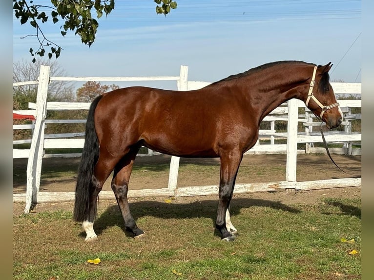 Caballo de deporte alemán Semental 4 años 167 cm Castaño in Kecskemét