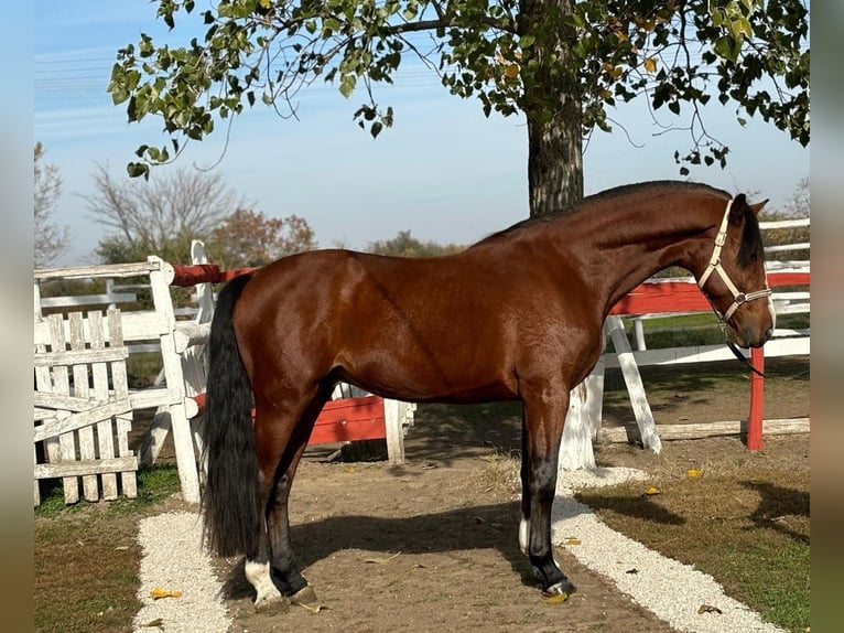 Caballo de deporte alemán Semental 4 años 167 cm Castaño in Kecskemét