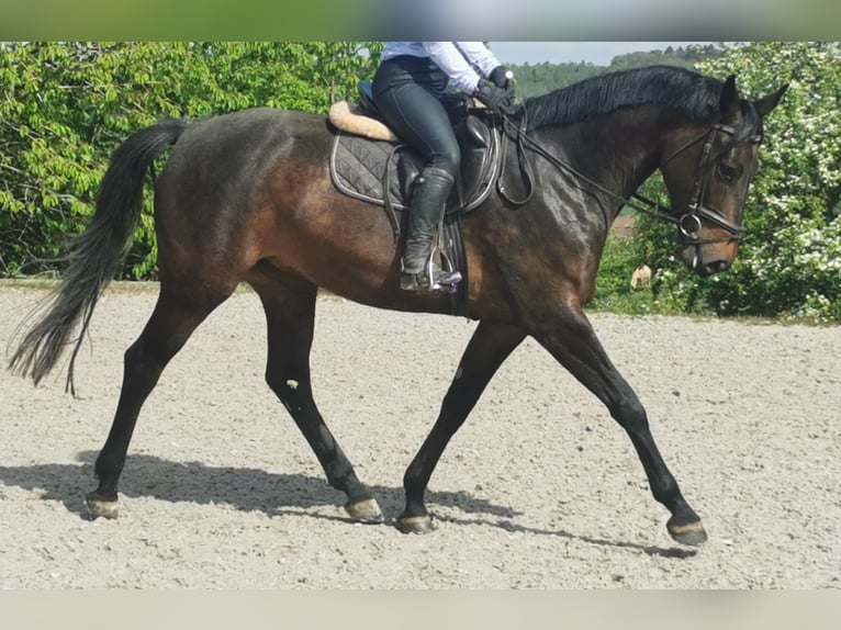 Caballo de deporte alemán Semental 4 años 167 cm Castaño oscuro in Illingen