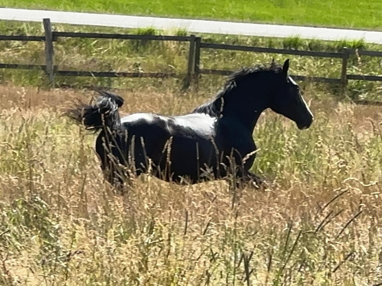 Caballo de deporte alemán Semental 4 años 167 cm Negro in Tiefenbach