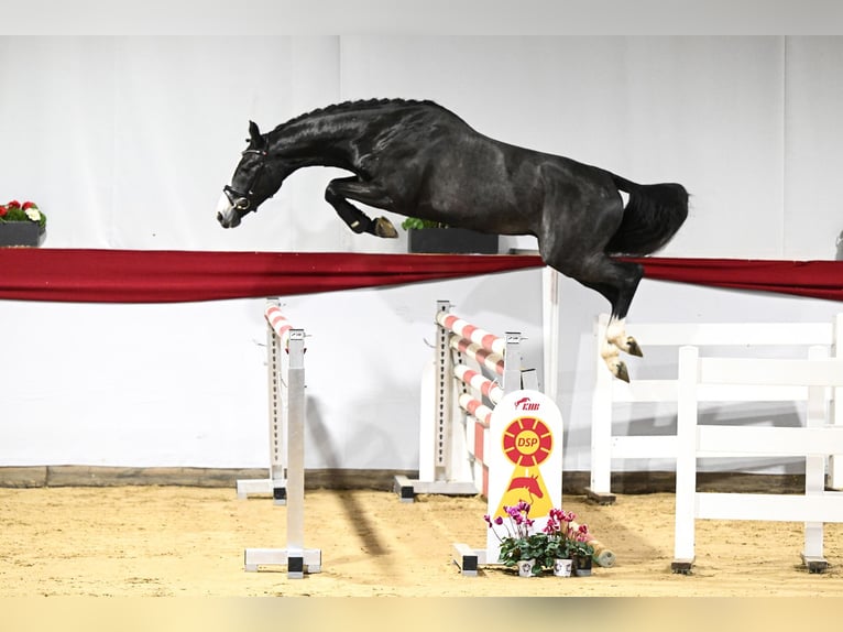 Caballo de deporte alemán Semental 4 años 168 cm Tordo rodado in Gomadingen