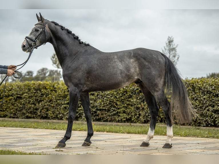 Caballo de deporte alemán Semental 4 años 168 cm Tordo rodado in Gomadingen