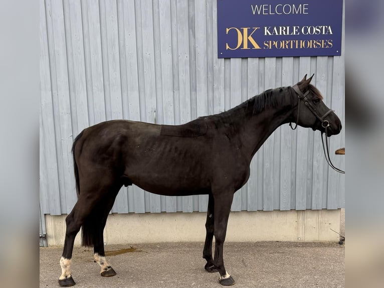 Caballo de deporte alemán Semental 4 años 169 cm Negro in Gerstetten