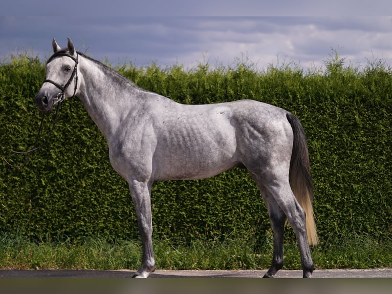 Caballo de deporte alemán Semental 4 años 169 cm Tordo in Gerstetten