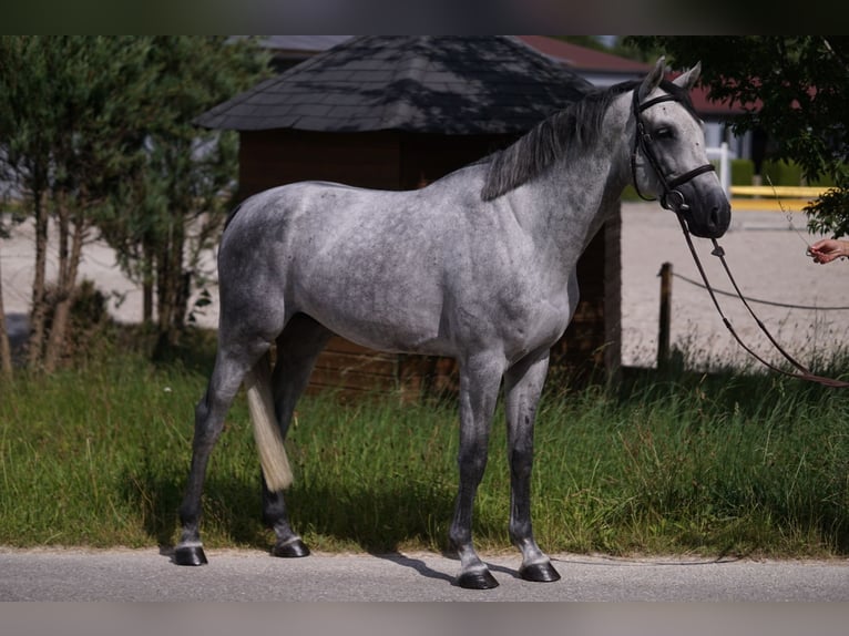 Caballo de deporte alemán Semental 4 años 169 cm Tordo in Gerstetten