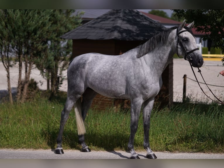 Caballo de deporte alemán Semental 4 años 169 cm Tordo in Gerstetten