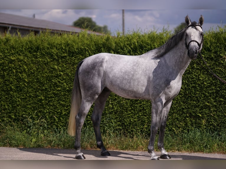 Caballo de deporte alemán Semental 4 años 169 cm Tordo in Gerstetten