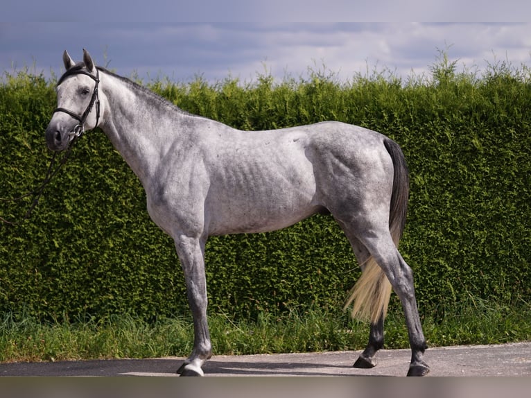 Caballo de deporte alemán Semental 4 años 169 cm Tordo in Gerstetten