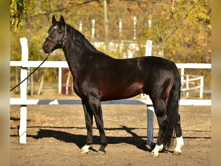Caballo de deporte alemán Semental 4 años 170 cm Castaño in Békéscsaba