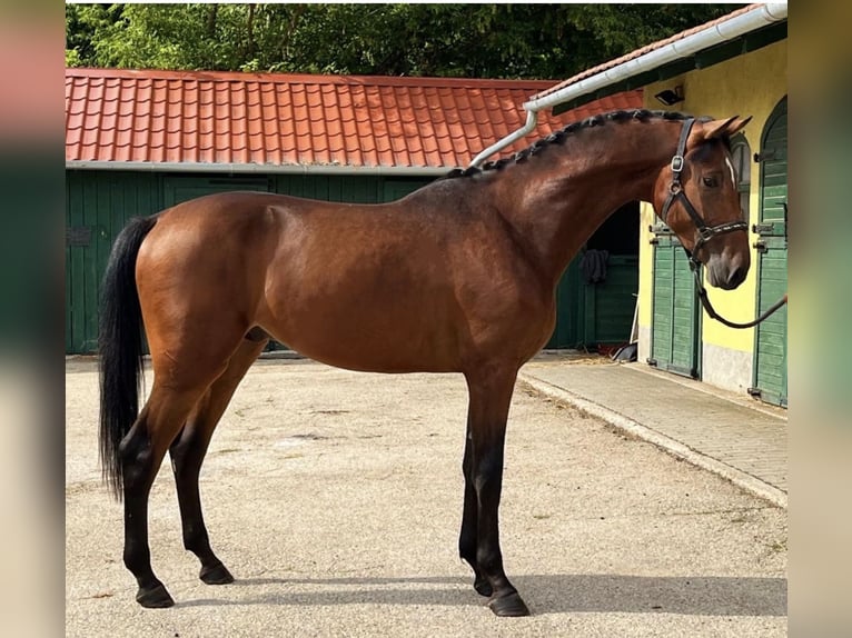 Caballo de deporte alemán Semental 4 años 170 cm Castaño in Murska Soboda