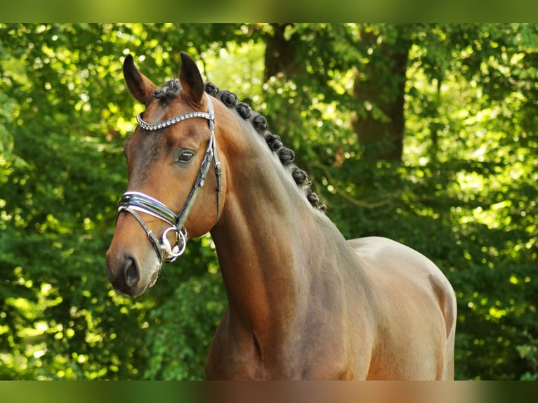 Caballo de deporte alemán Semental 4 años 170 cm Castaño oscuro in Gleichen