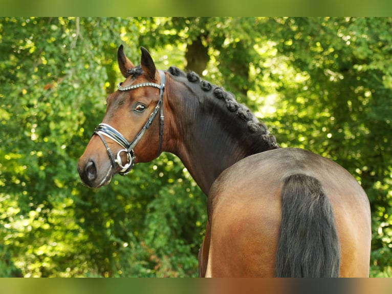 Caballo de deporte alemán Semental 4 años 170 cm Castaño oscuro in Gleichen