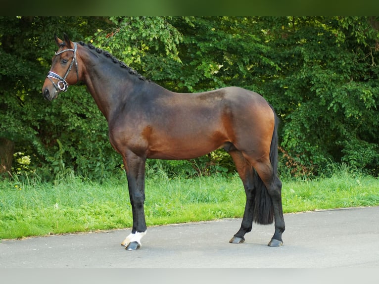 Caballo de deporte alemán Semental 4 años 170 cm Castaño oscuro in Gleichen