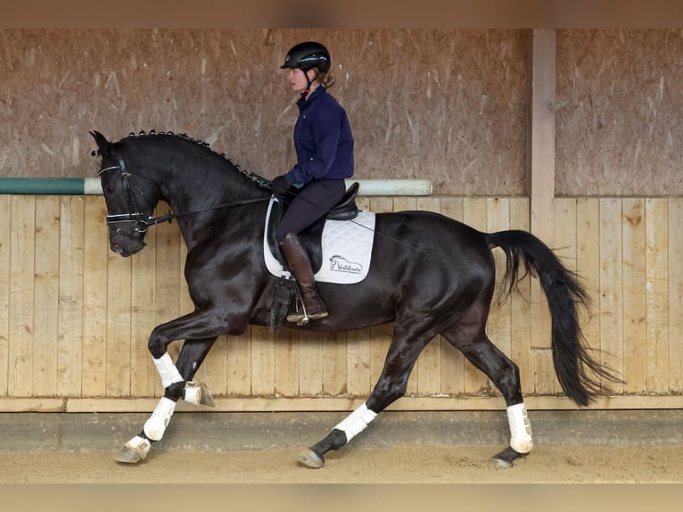 Caballo de deporte alemán Semental 4 años 170 cm Negro in Altlandsberg