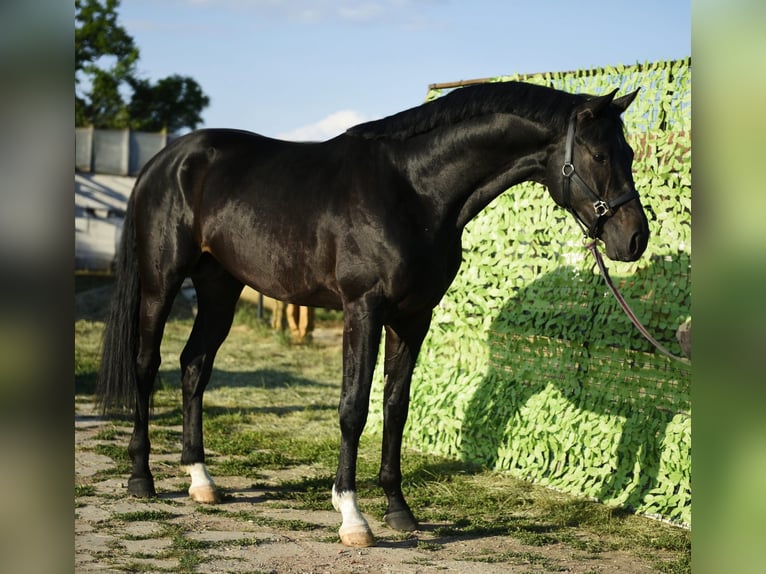 Caballo de deporte alemán Semental 4 años 170 cm Negro in Szarvas