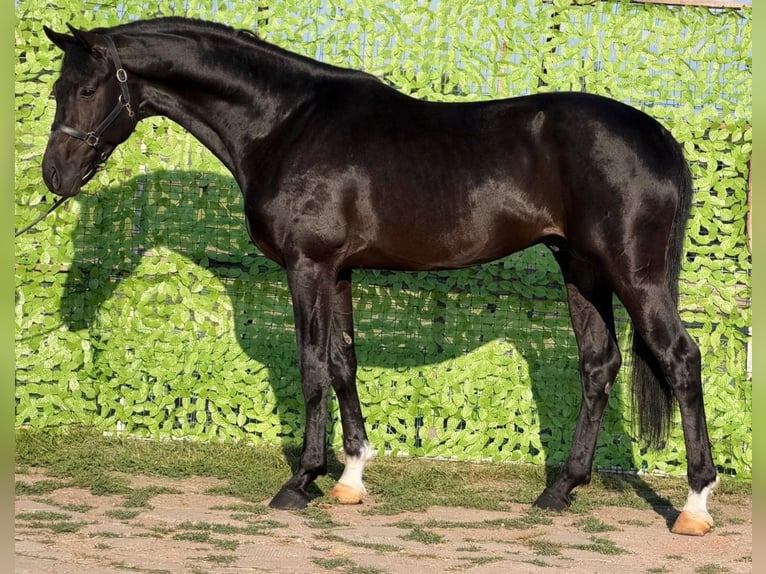Caballo de deporte alemán Semental 4 años 170 cm Negro in Szarvas