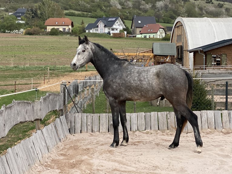 Caballo de deporte alemán Semental 4 años 170 cm Tordo in Kaltennordheim