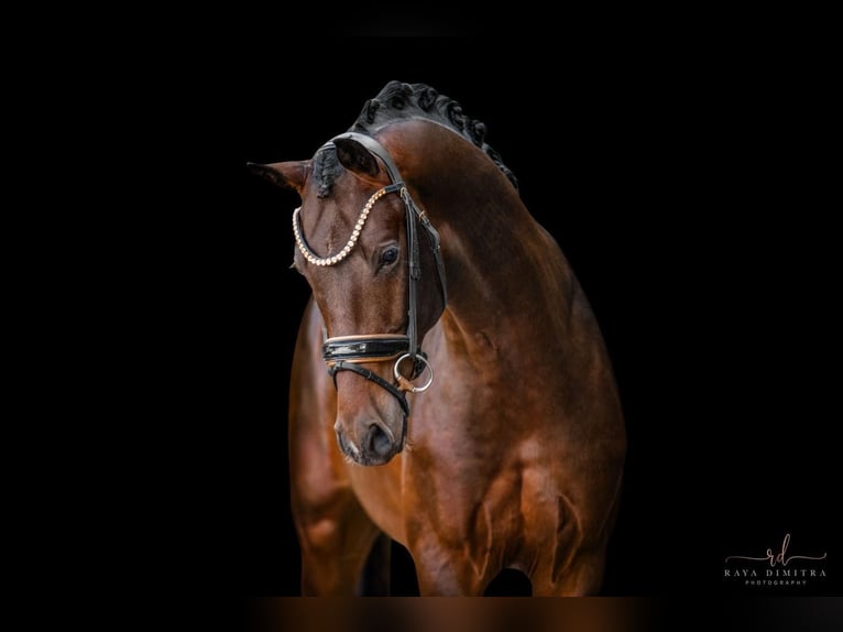 Caballo de deporte alemán Semental 4 años 171 cm Castaño oscuro in Tauberrettersheim