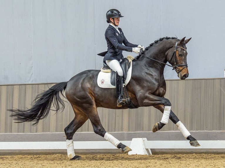 Caballo de deporte alemán Semental 4 años 172 cm Castaño in Münster-Handorf