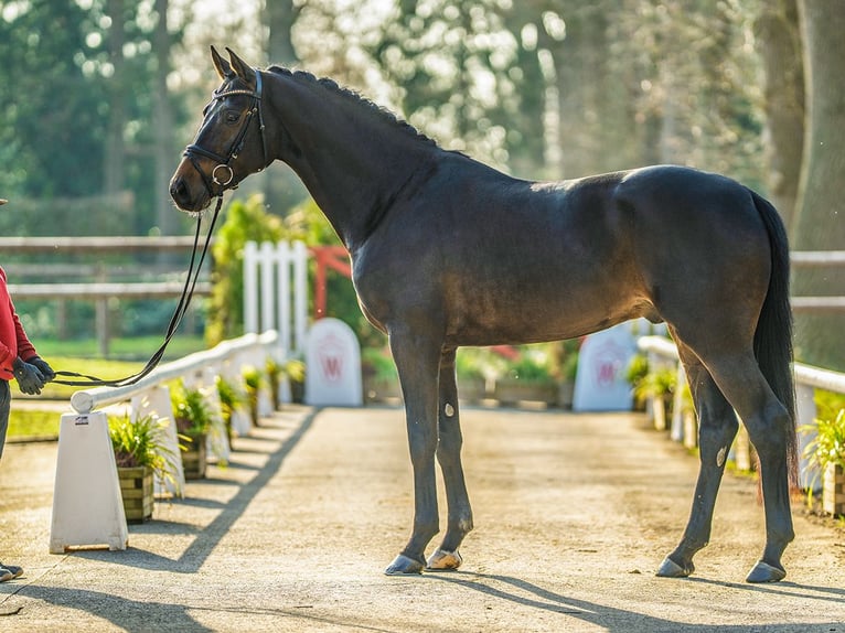 Caballo de deporte alemán Semental 4 años 172 cm Castaño in Münster-Handorf