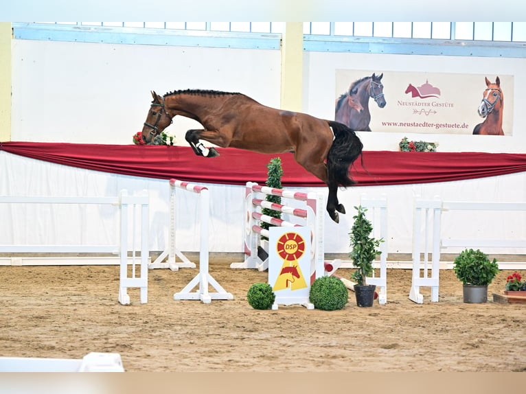 Caballo de deporte alemán Semental 4 años 172 cm Castaño in Leipzig