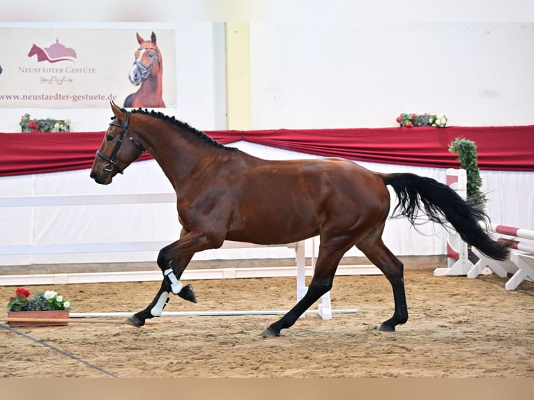 Caballo de deporte alemán Semental 4 años 172 cm Castaño in Leipzig